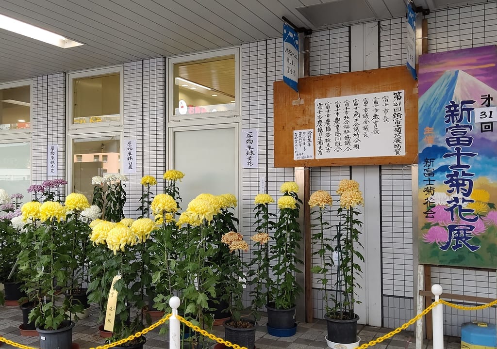 新富士菊花展