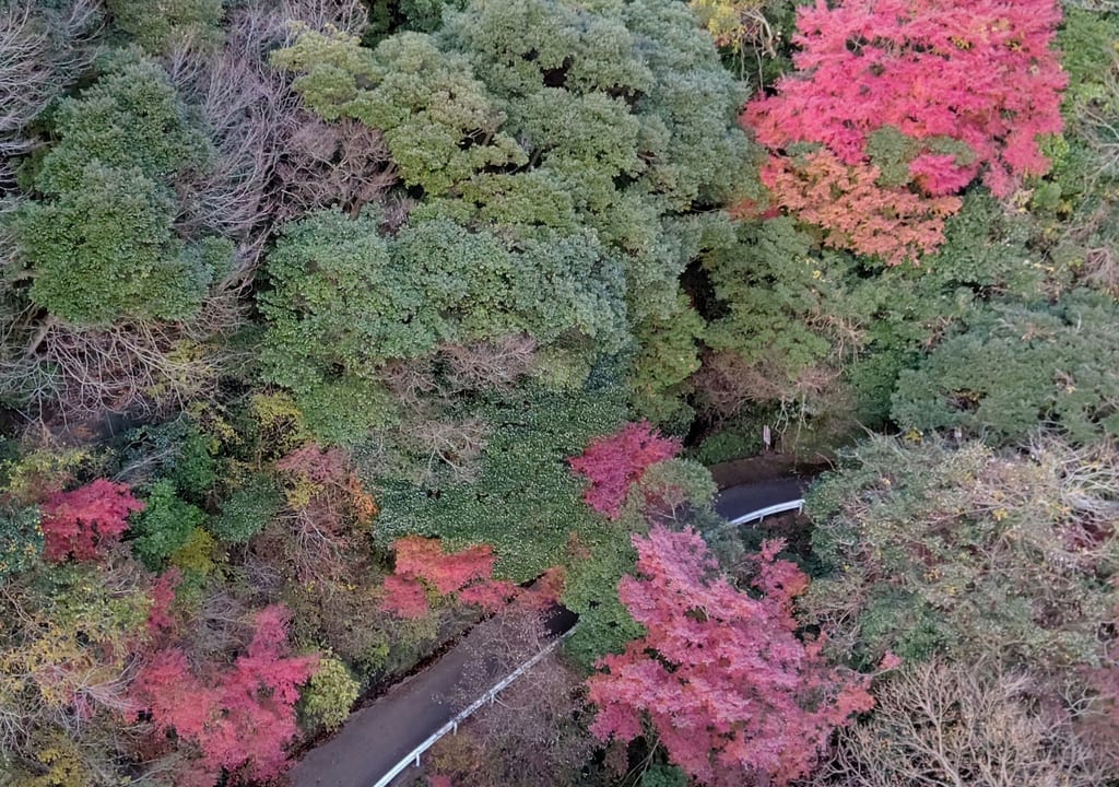 須津川渓谷の紅葉