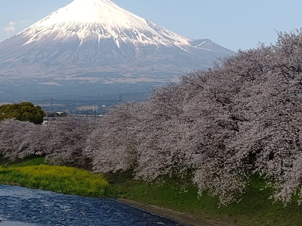 ソメイヨシノが満開です！潤井川龍巌渕の開花情報です