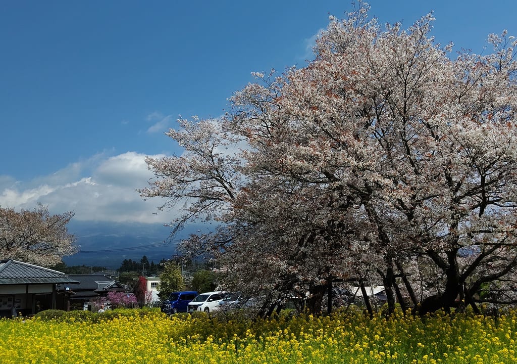 狩宿下馬桜