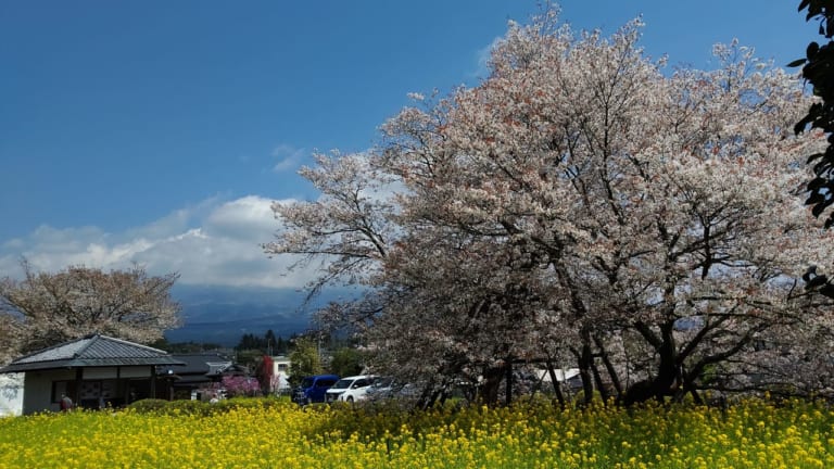 狩宿下馬桜