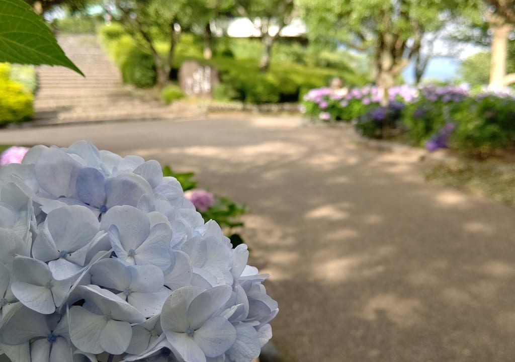 岩本山公園の紫陽花