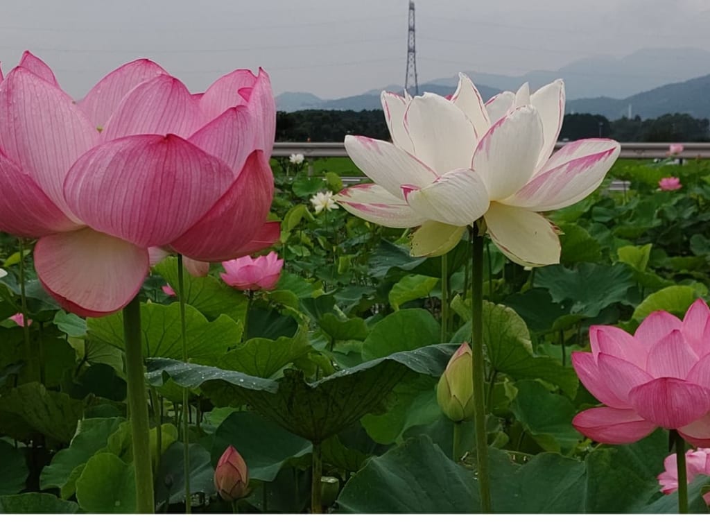 富士宮の蓮の花