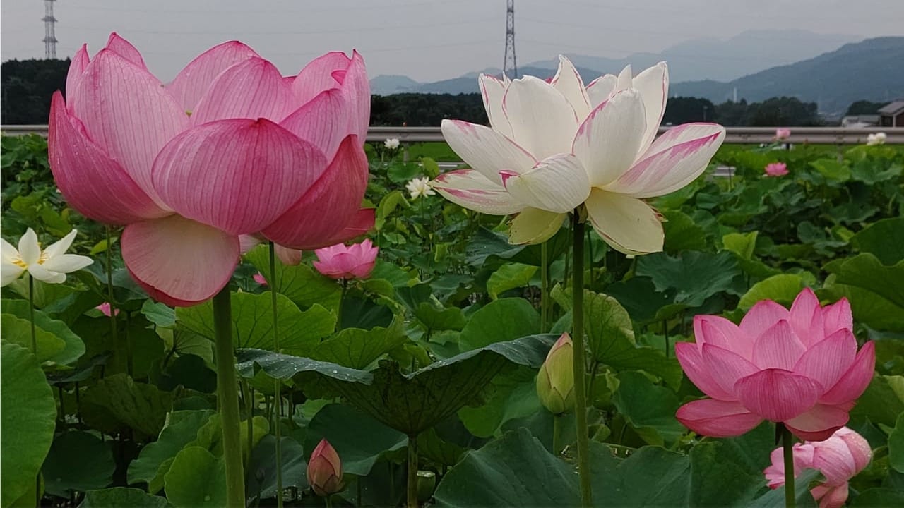 富士宮の蓮の花