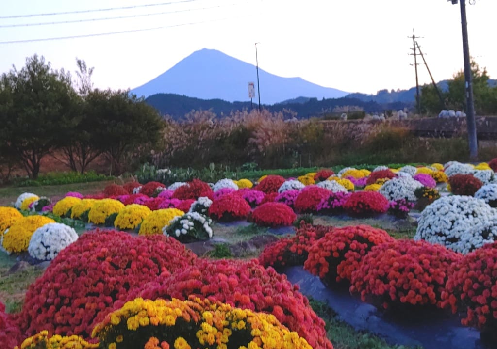 菊