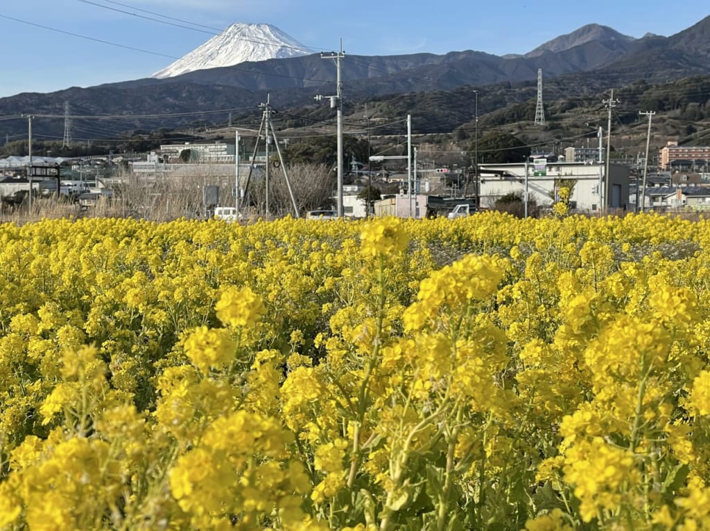 浮島ひまわり