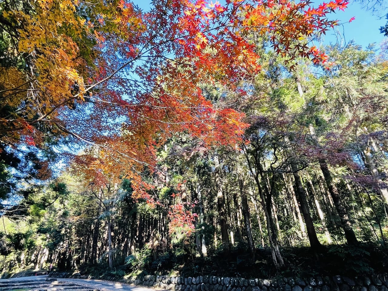 富士宮市 芝川の富士山西山本門寺周辺の紅葉が見頃です 号外net 富士市 富士宮市