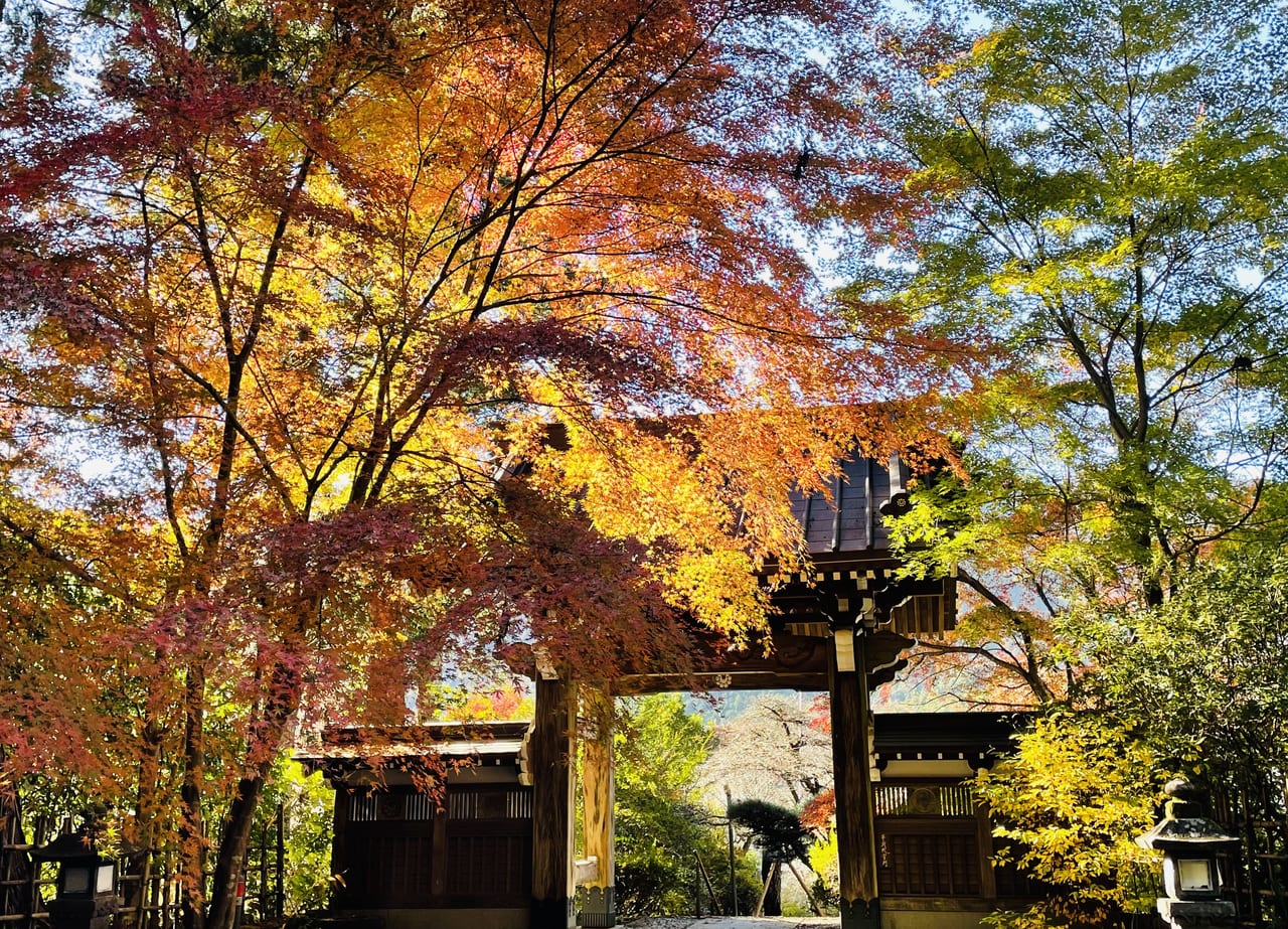 富士宮市 芝川の富士山西山本門寺周辺の紅葉が見頃です 号外net 富士市 富士宮市