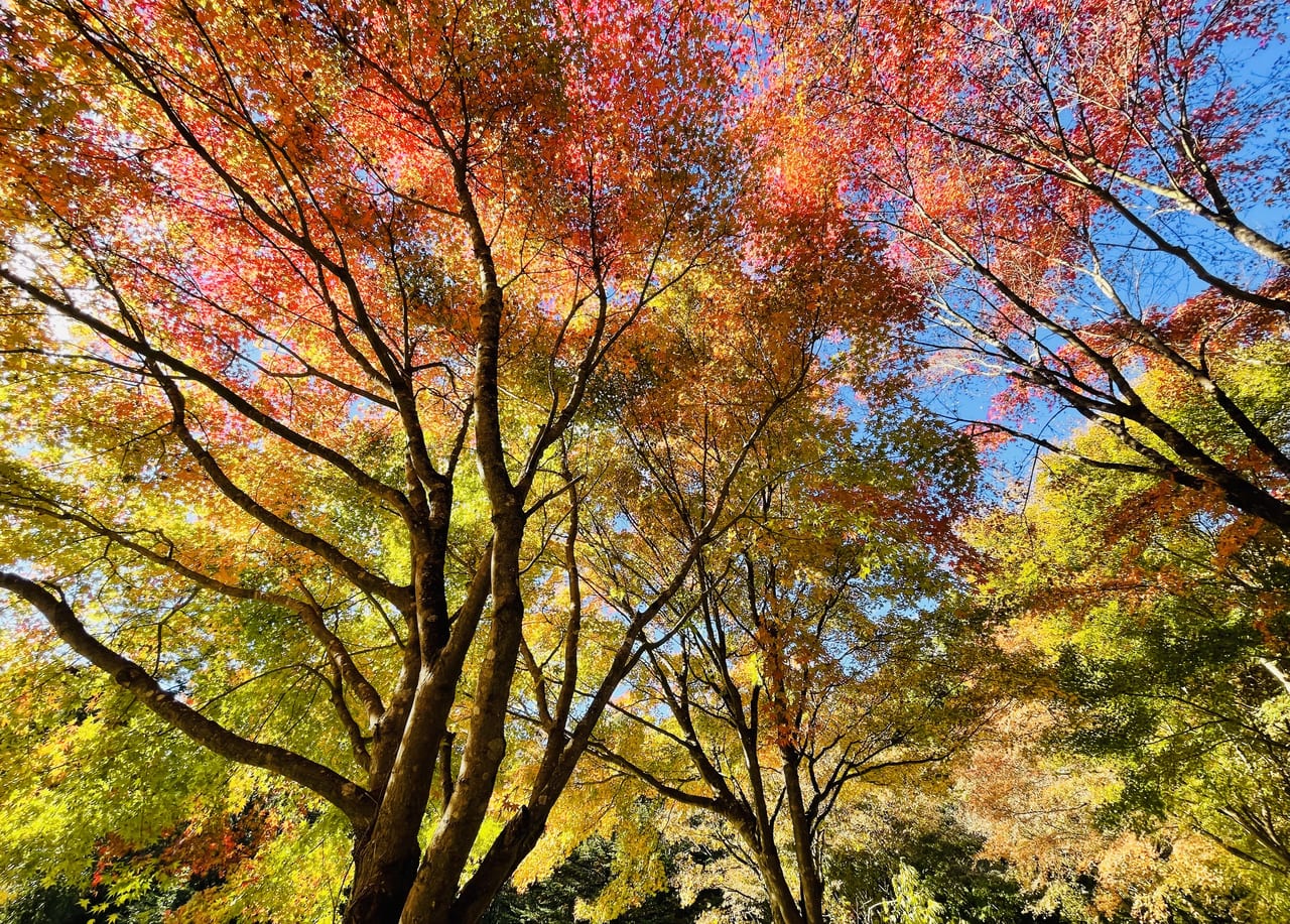 富士宮市 山宮のかえでの里の紅葉が見頃になっています 号外net 富士市 富士宮市