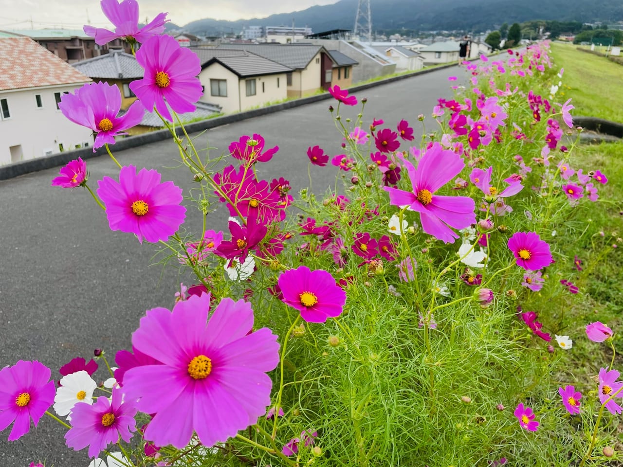 富士市】「雁堤」のコスモスとそばの花が見頃を迎えています。岩本山